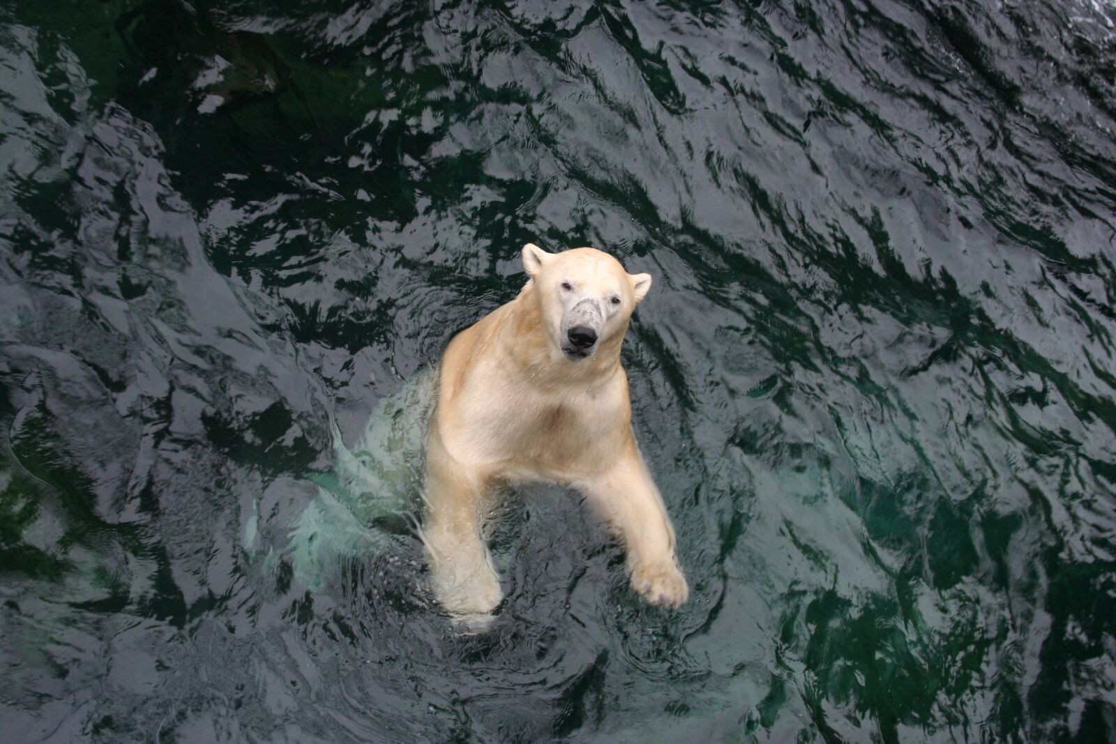 Canon EOS 350D (EOS Digital Rebel XT / EOS Kiss Digital N) sample photo. Polar bear, bear, swim photography