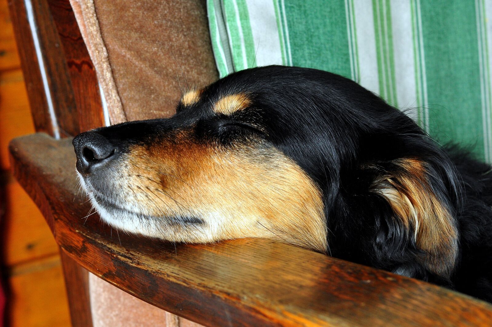 Nikon D90 sample photo. Dog, dream, animal photography