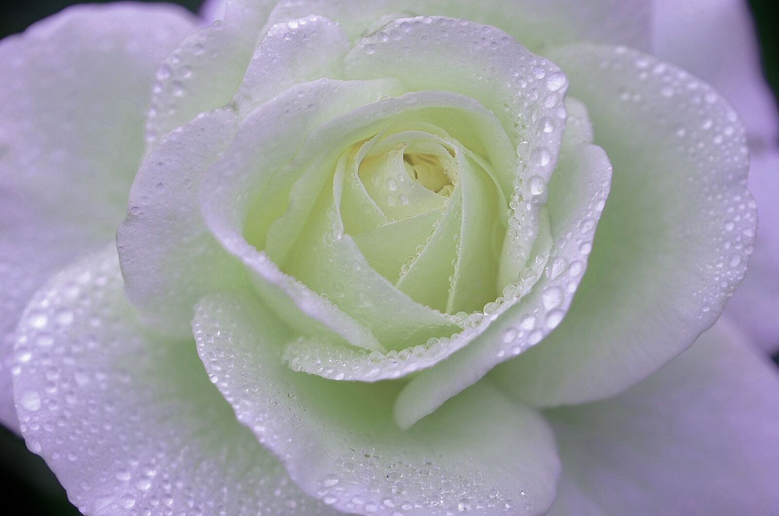 Nikon D7000 sample photo. Rose, flower, natur photography