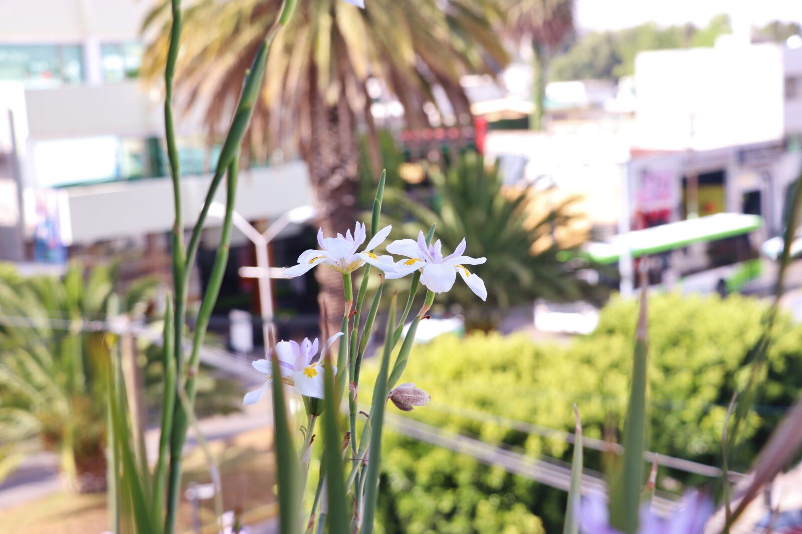Canon EOS 80D sample photo. Flower, terrace, green photography