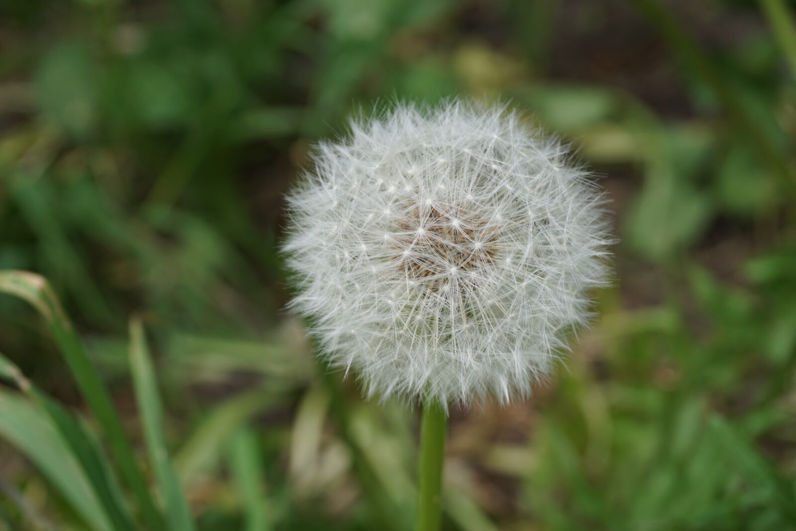 Sony a6000 sample photo. Dandelion, flying seeds, nature photography