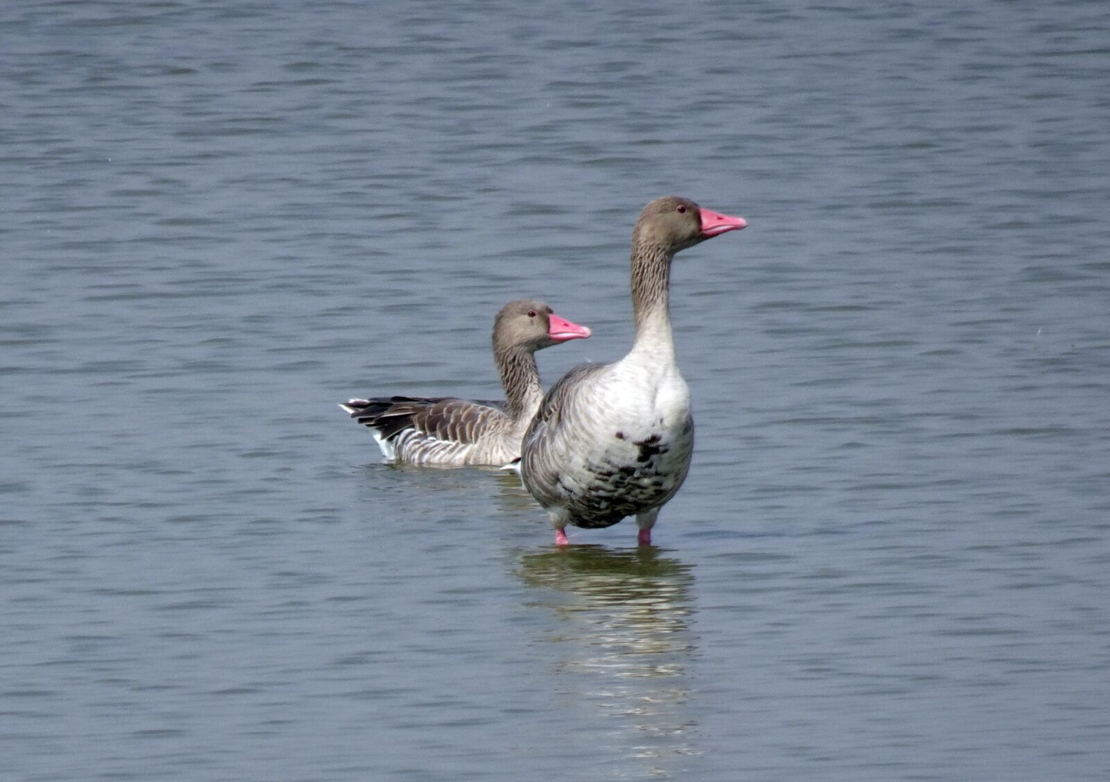 Sony Cyber-shot DSC-HX90V sample photo. Bird, goose, greylag goose photography