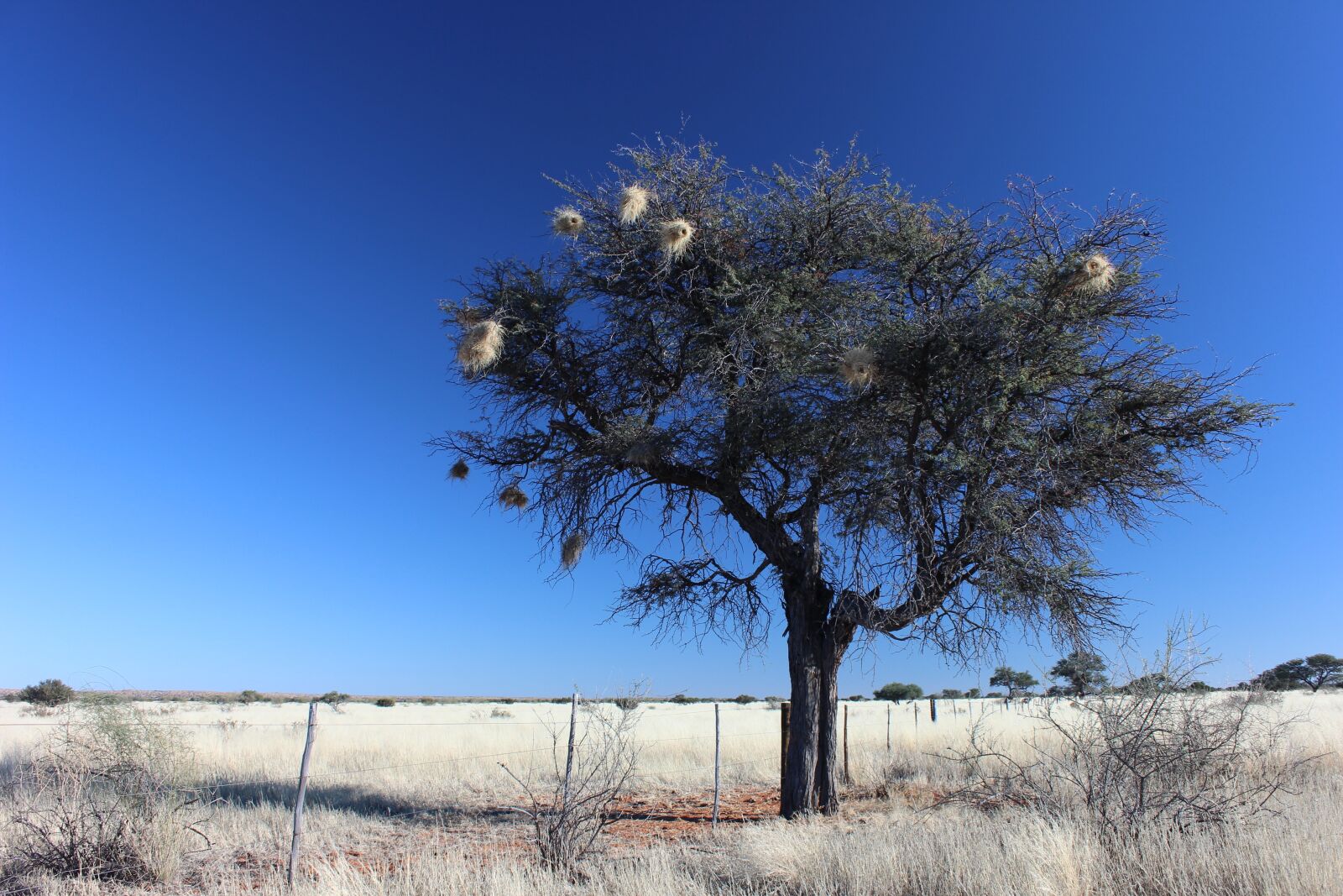Canon EOS 600D (Rebel EOS T3i / EOS Kiss X5) sample photo. Weaver birds, tree, blue photography