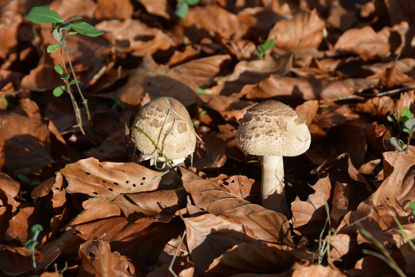 Nikon D7100 sample photo. Fungus, coulemelle, wood photography