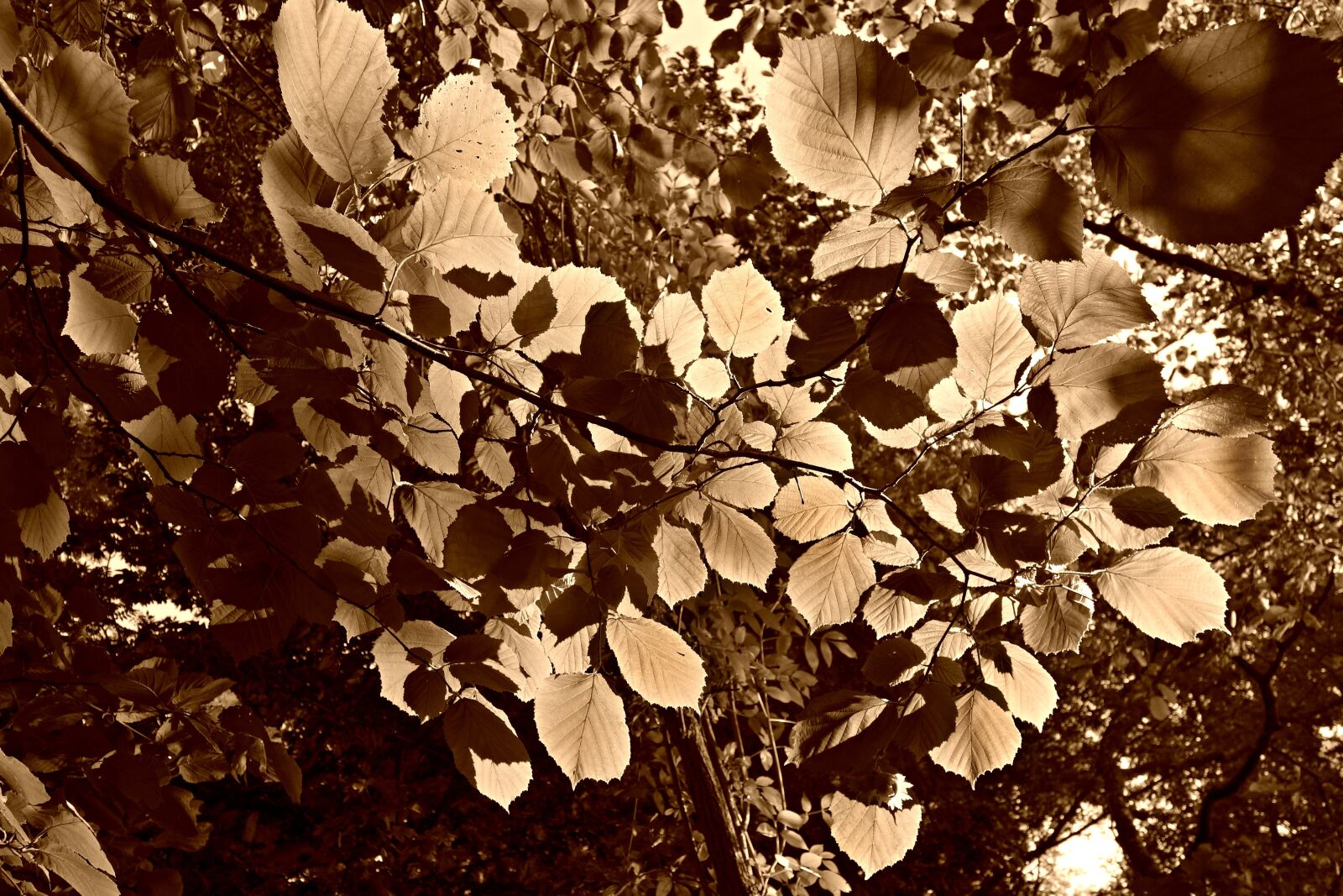Sony Cyber-shot DSC-RX100 sample photo. Leaf, foliage, sunlight photography