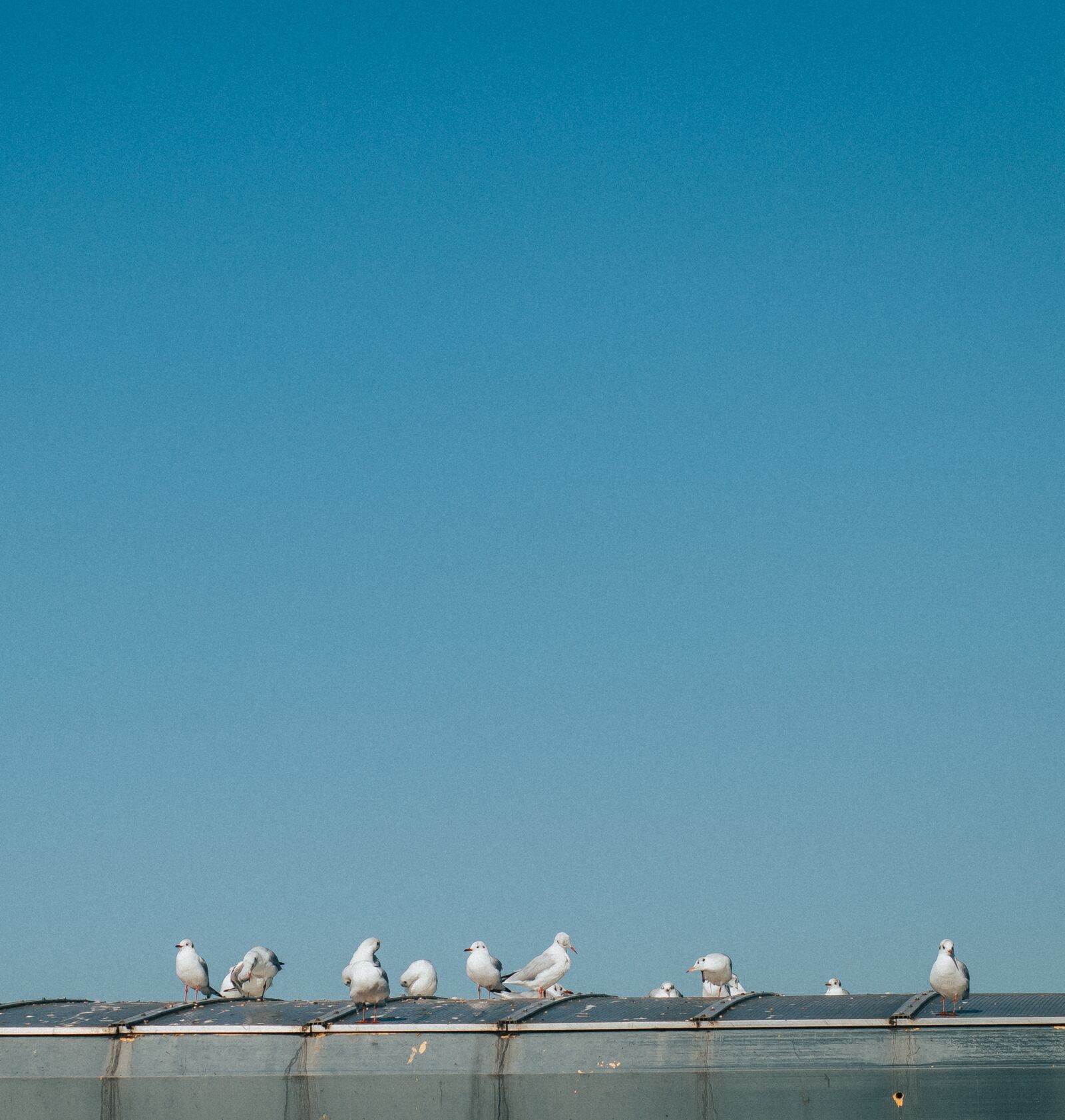 Canon EOS M50 (EOS Kiss M) sample photo. Bird, sky, seagull photography