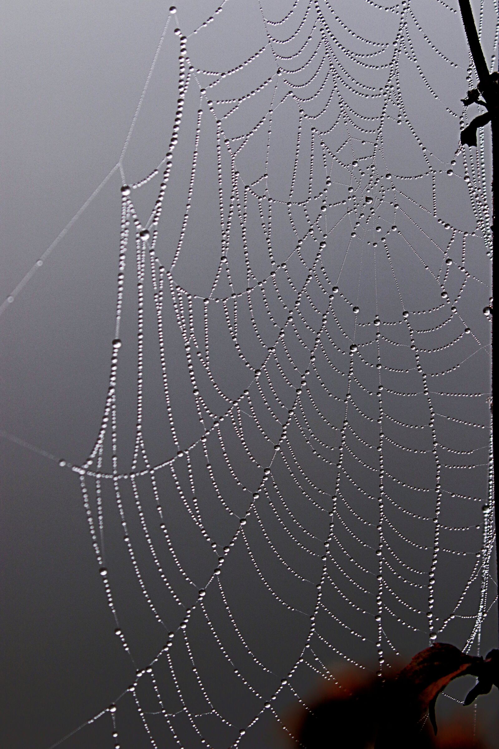 Canon EOS 7D Mark II sample photo. Pearls, drops, dew photography