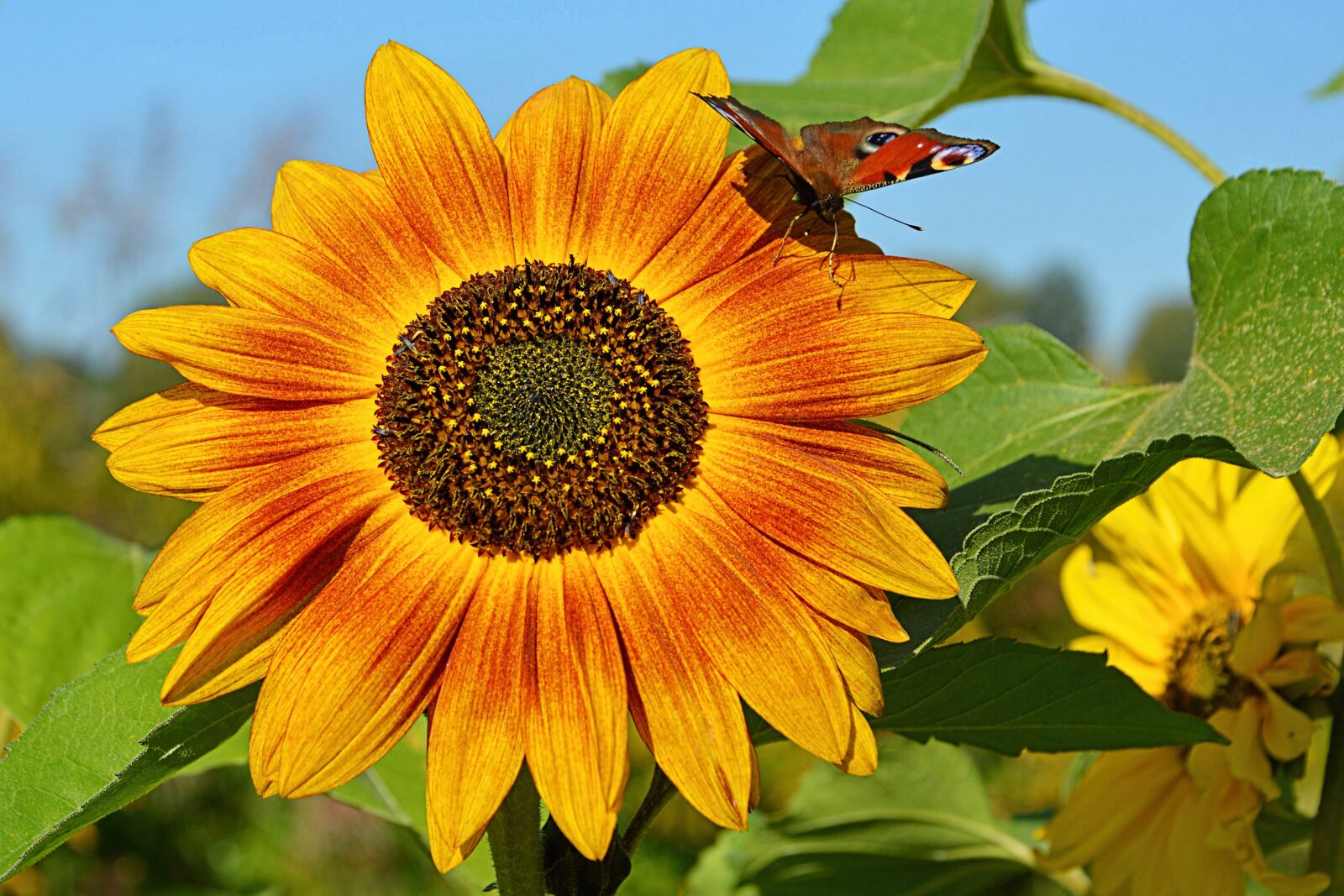 Nikon D3200 sample photo. Blossom, bloom, sunflower photography