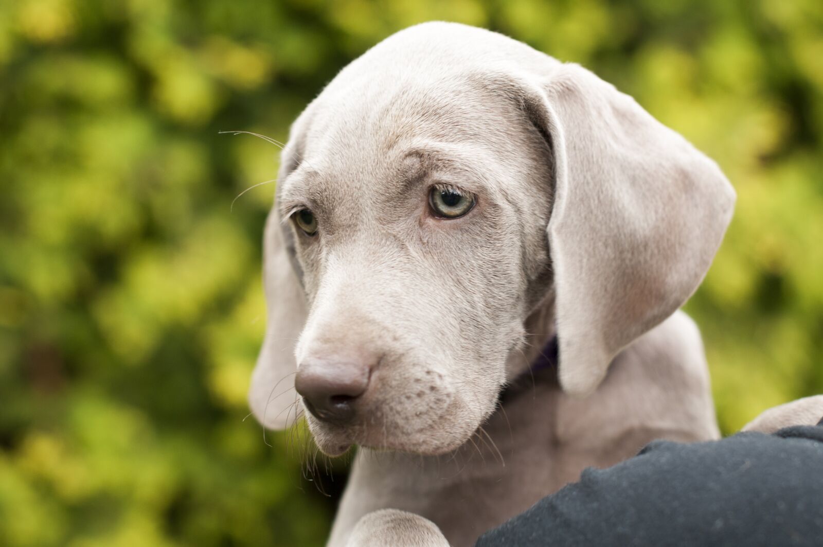 Nikon D300 sample photo. Dog, animal, friend photography