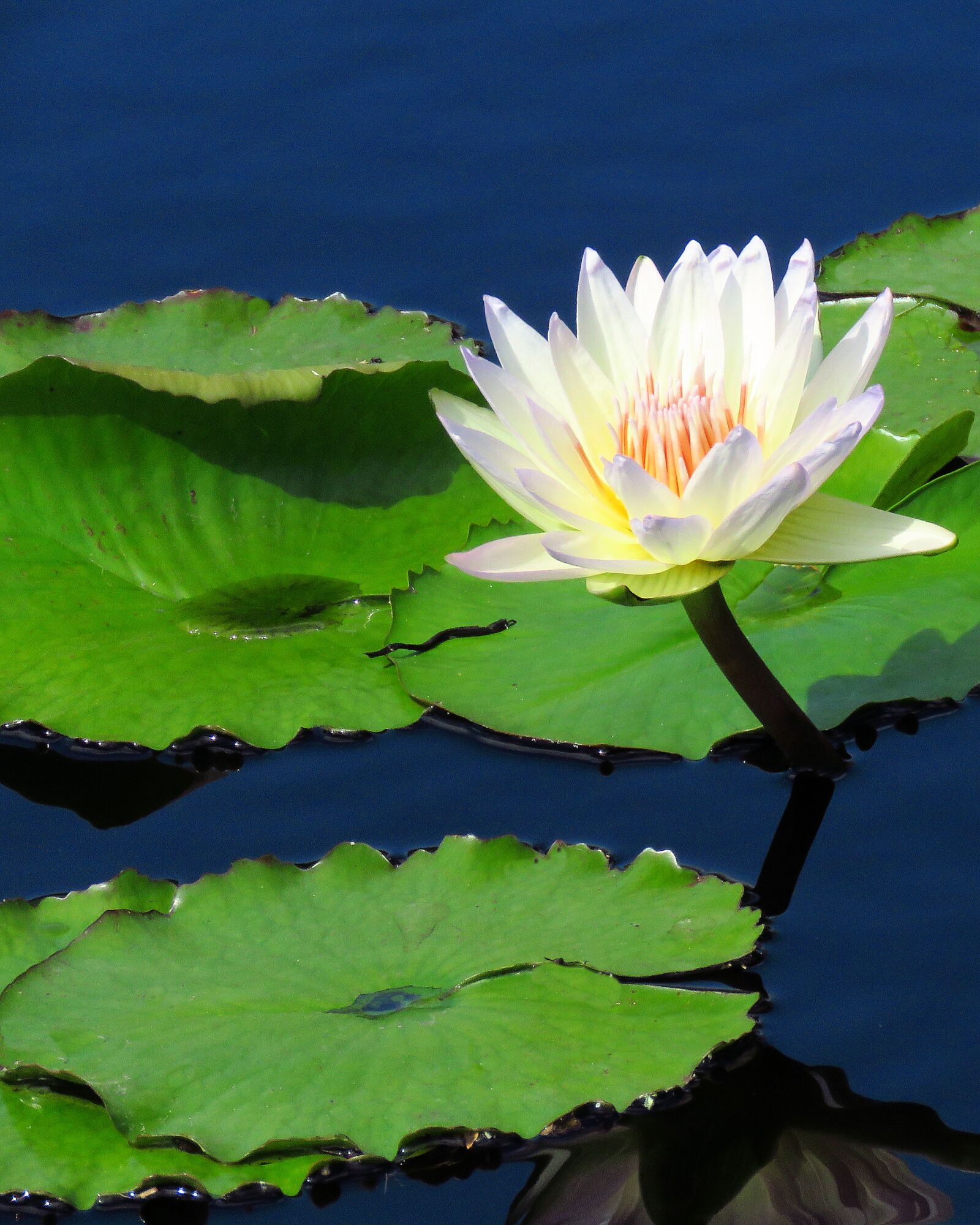 Canon PowerShot SX60 HS sample photo. Water lily, vanilla, white photography