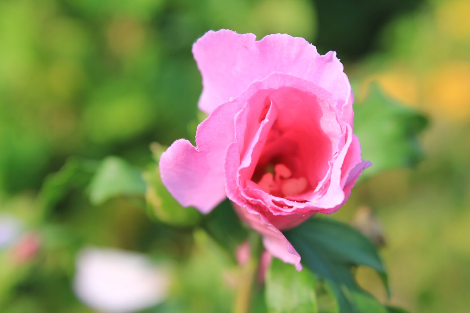 Canon EOS 550D (EOS Rebel T2i / EOS Kiss X4) sample photo. Rose, pink, rose bloom photography