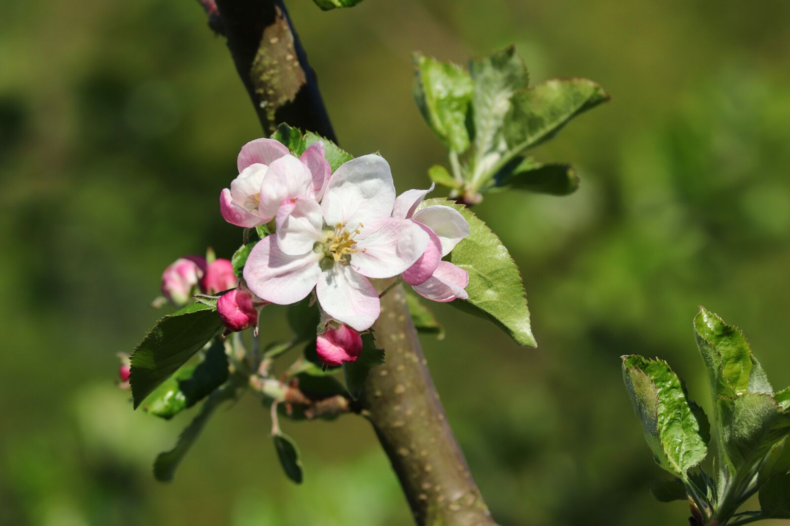 Canon EOS 200D (EOS Rebel SL2 / EOS Kiss X9) sample photo. Apple blossom, apple tree photography