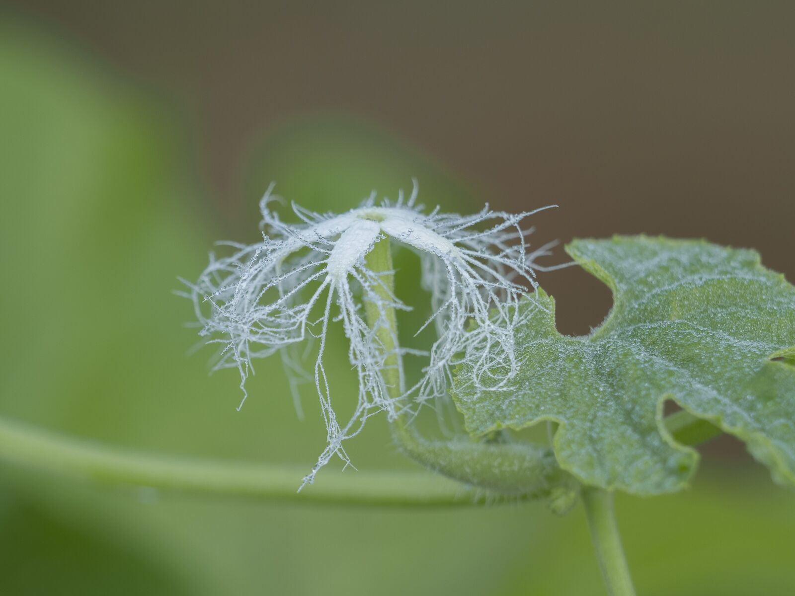 Olympus OM-D E-M1 Mark II + Olympus M.Zuiko Digital ED 40-150mm F2.8 Pro sample photo. Flower, leaf, blue photography