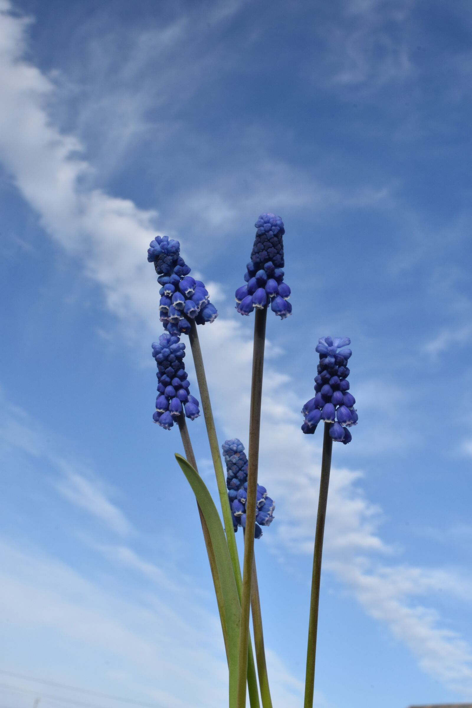 Nikon D3400 sample photo. Hyacinth, mouse, sky photography