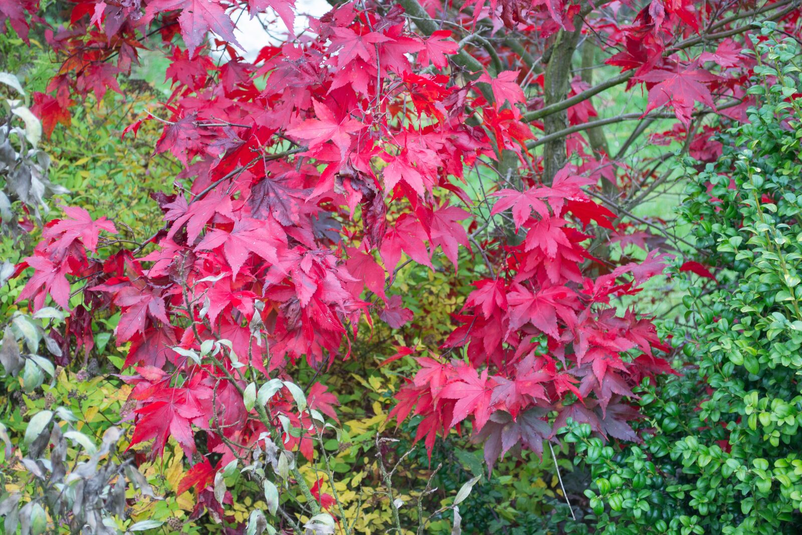 Nikon D3100 sample photo. Autumn, foliage, colorful photography