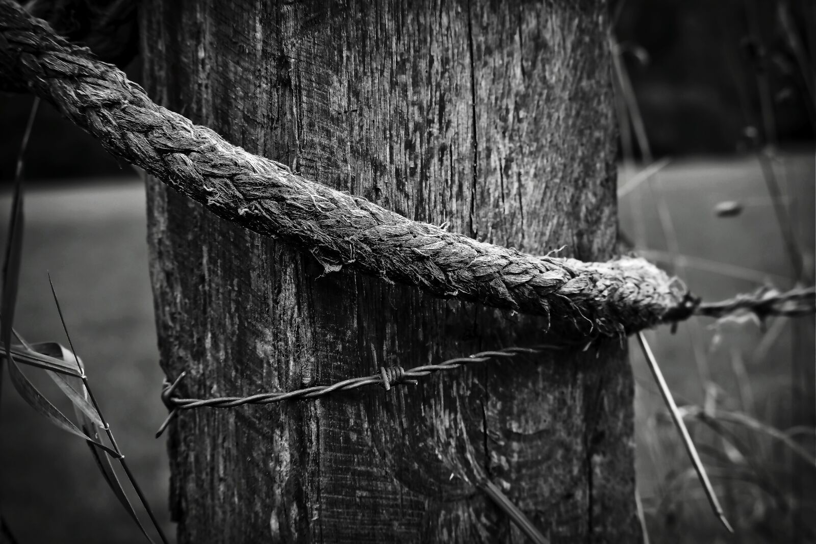 Olympus OM-D E-M10 sample photo. Wood pile, fence, post photography