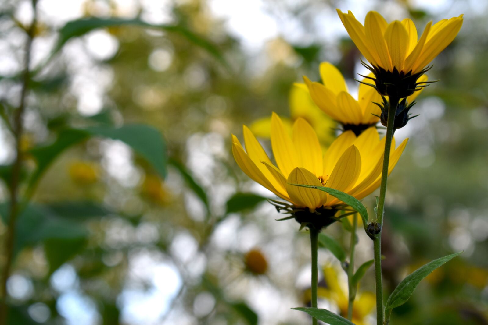 Nikon D3400 sample photo. Autumn, sunflower, flower photography