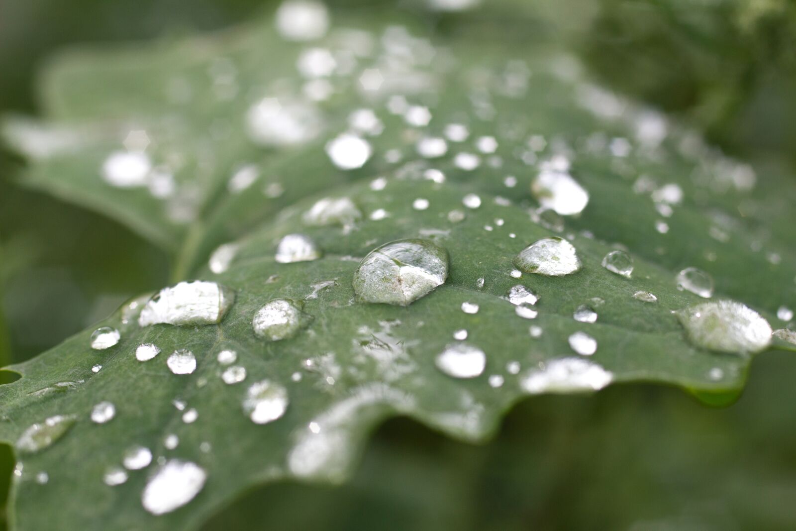 Canon EOS 550D (EOS Rebel T2i / EOS Kiss X4) sample photo. Leaves, green, plant photography