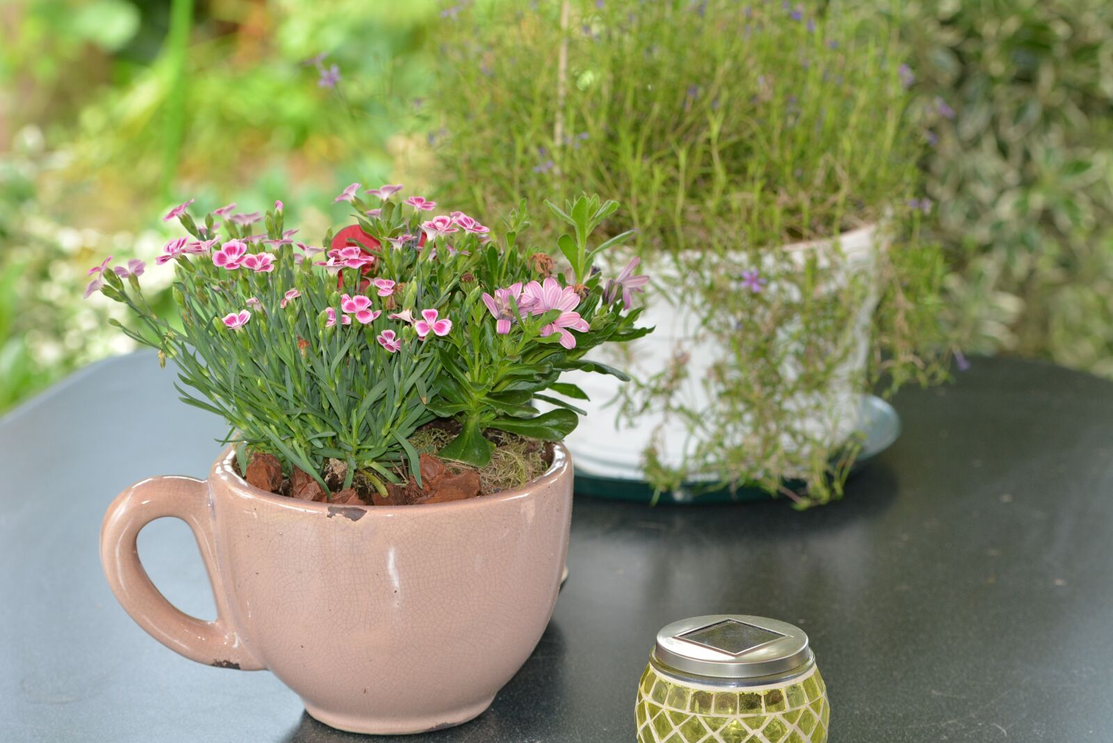 Nikon D7100 sample photo. Garden, field flowers, cosy photography