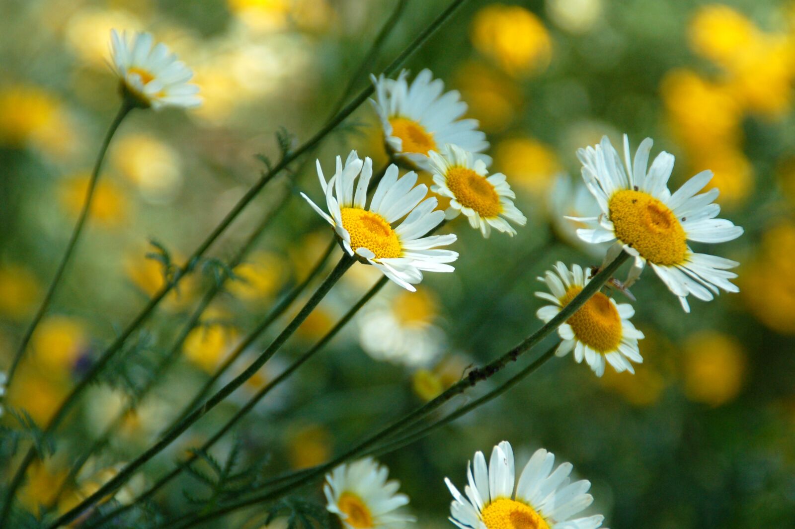 Nikon D50 sample photo. Margriet, nature, bloom photography