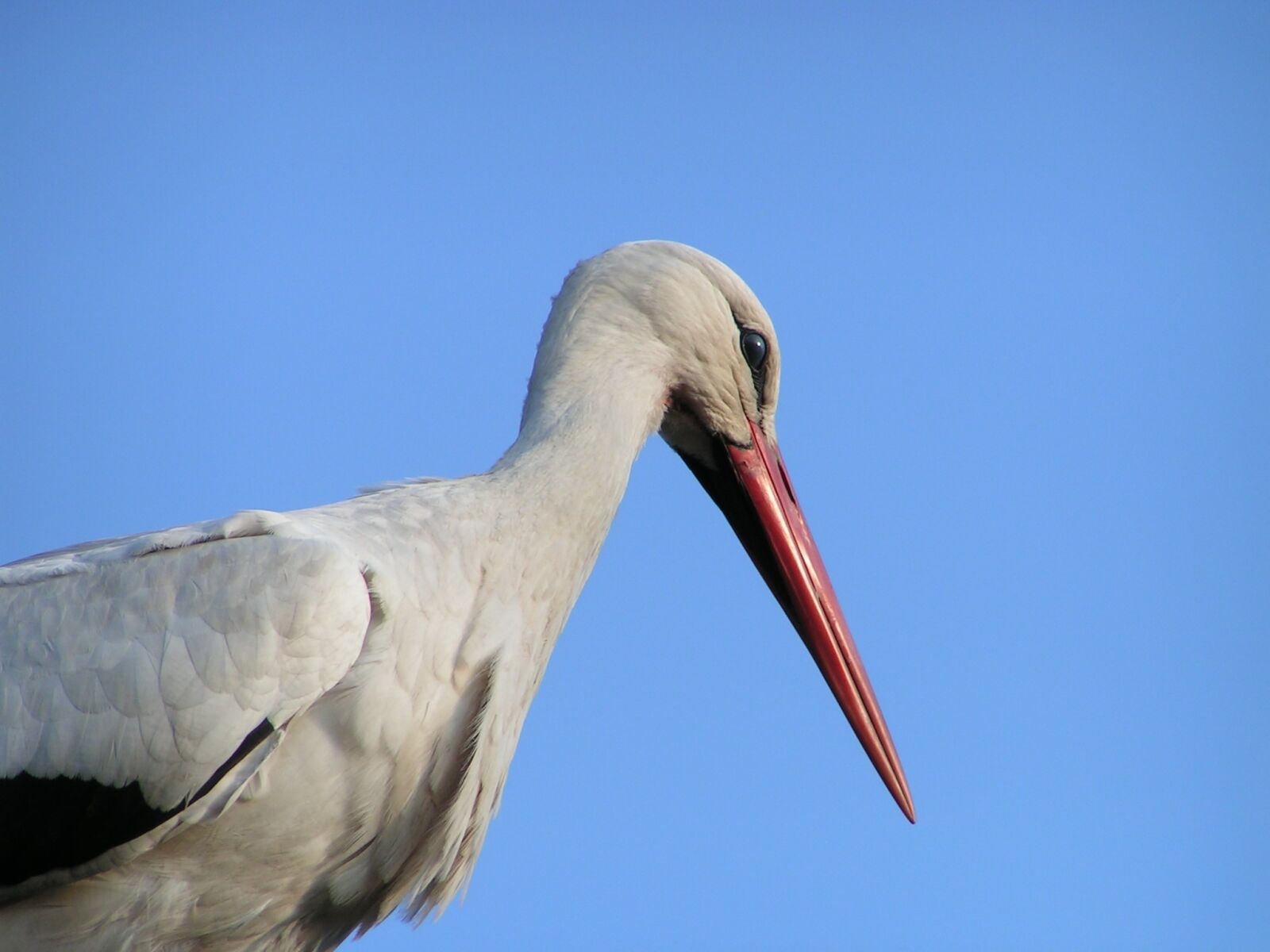 KONICA MINOLTA DiMAGE Z1 sample photo. Stork, bird, nature photography