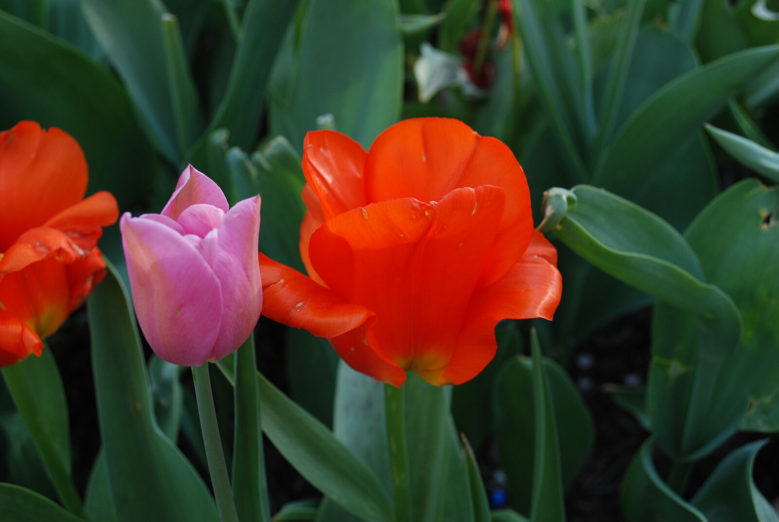 Nikon D80 sample photo. Close, up, of, red photography