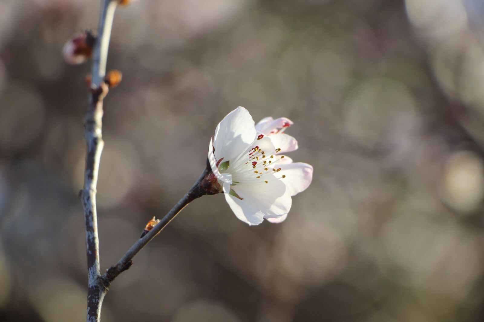 Canon EF-S 18-135mm F3.5-5.6 IS STM sample photo. Flower, blossom, spring photography