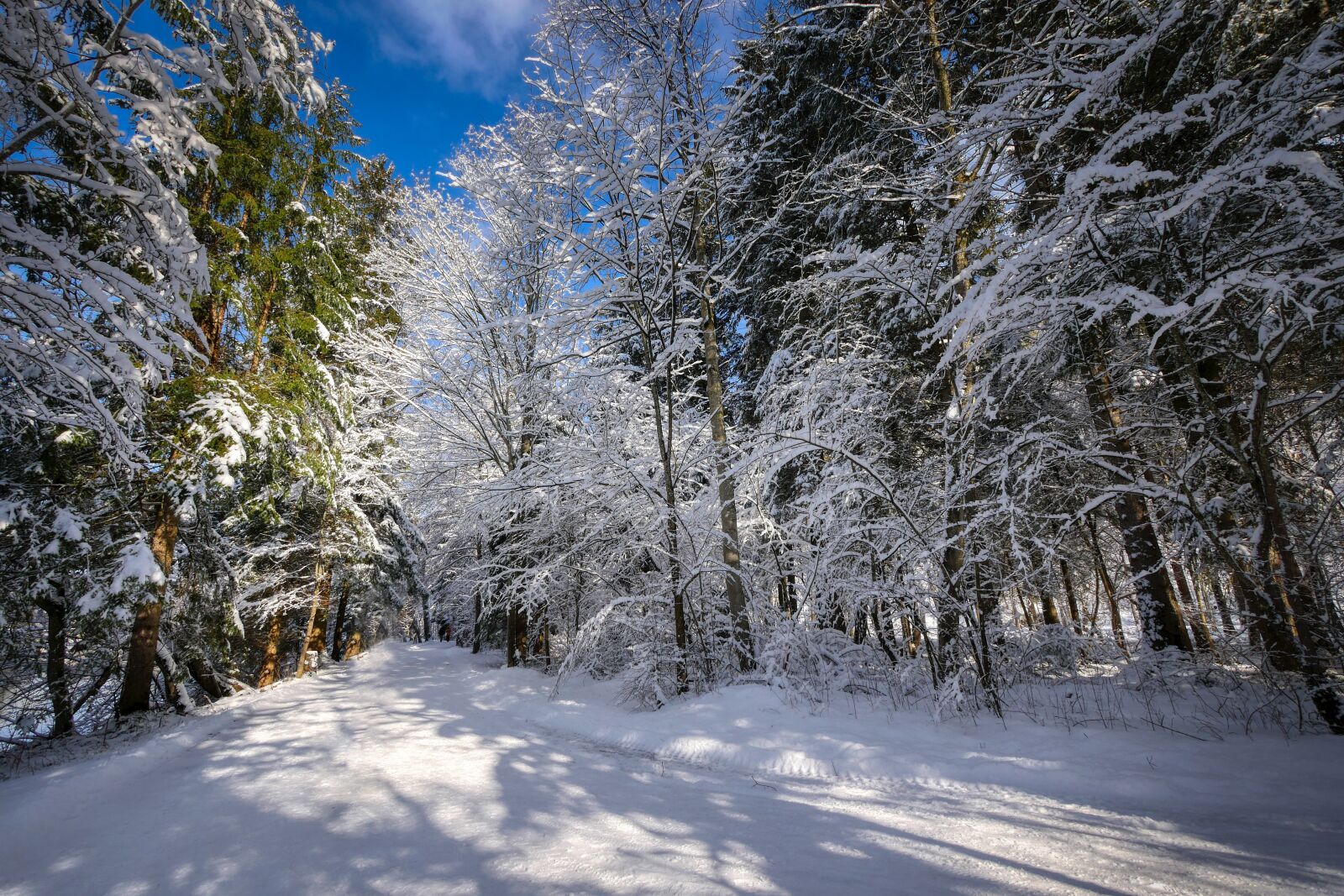Panasonic Lumix DMC-GX8 sample photo. Winter, snow, nature photography