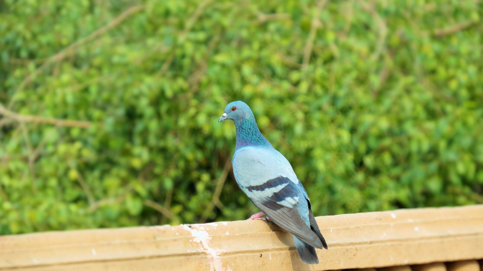 Canon PowerShot SX50 HS sample photo. Bird, pigeon, peace photography
