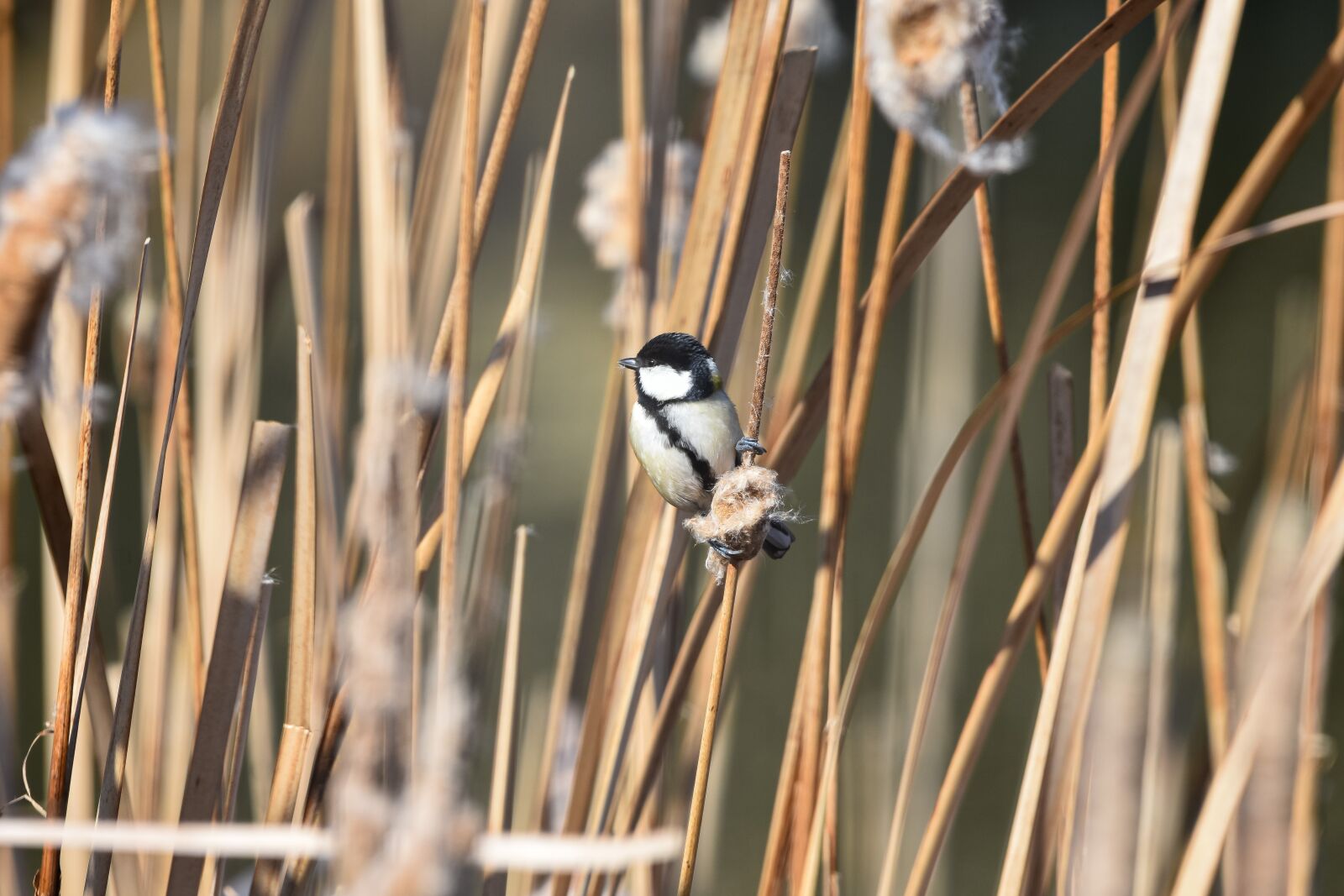 Nikon D7200 sample photo. Animal, river, waterweed photography