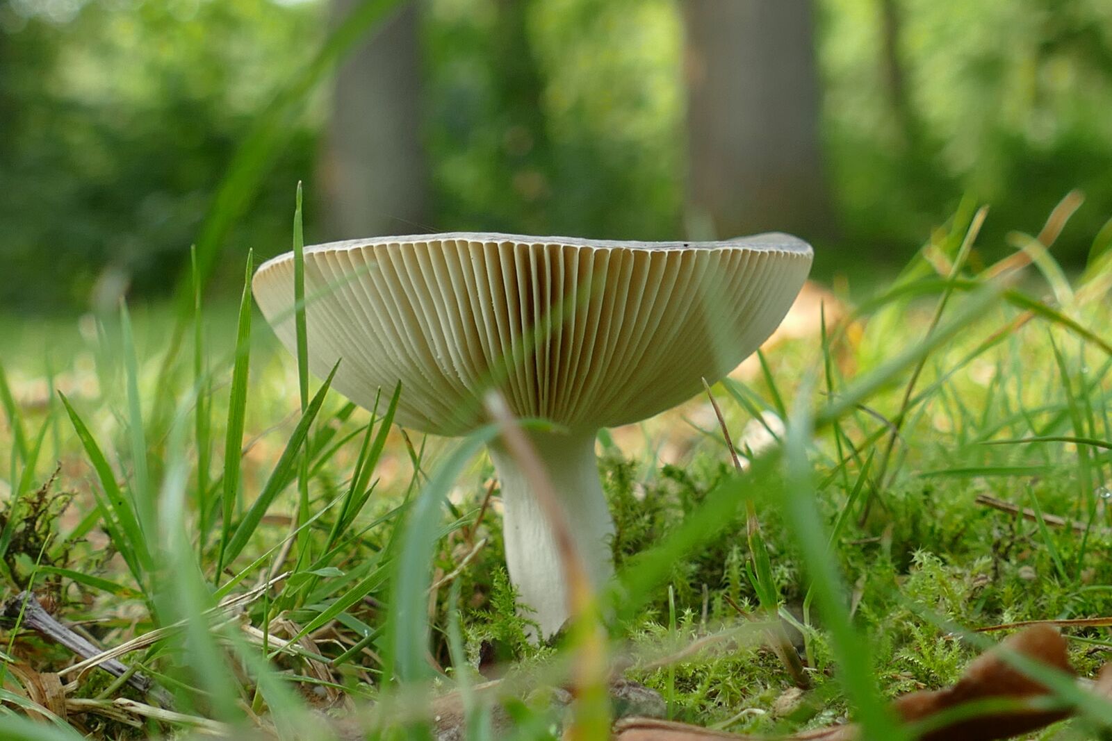 Panasonic Lumix DMC-FZ1000 sample photo. Mushroom, agaric, mold photography