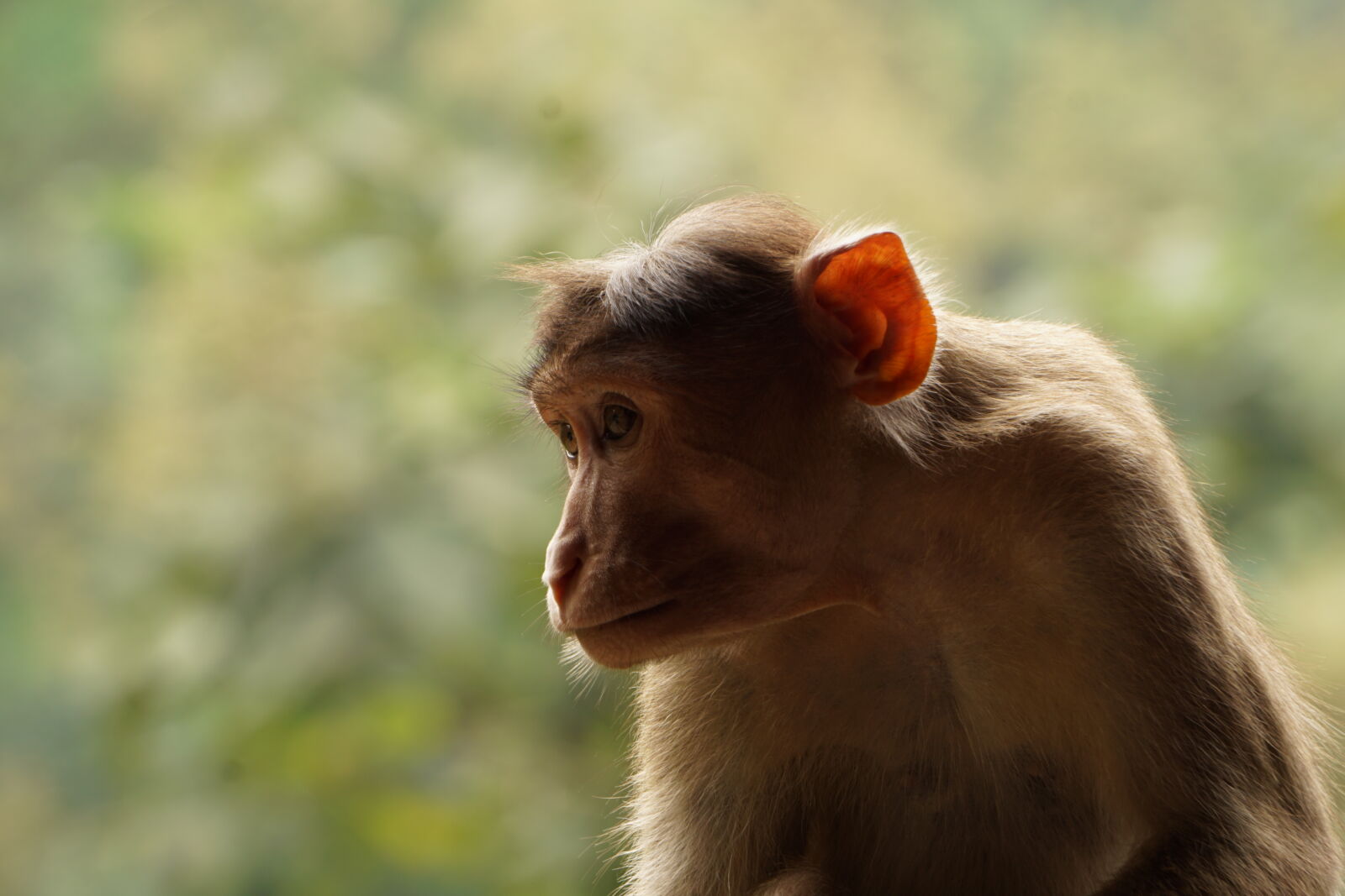Sony E 55-210mm F4.5-6.3 OSS sample photo. Animal, ape, features, monkey photography