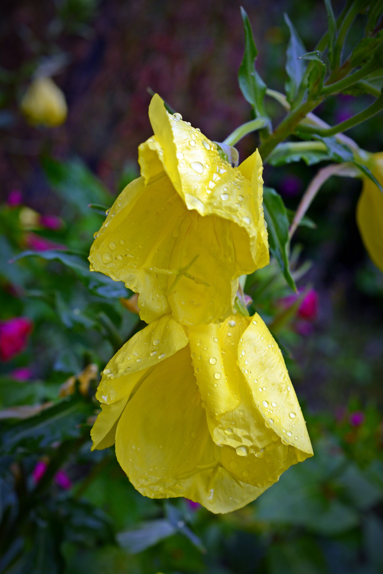 Nikon D5200 sample photo. Pink evening primrose, blossom photography