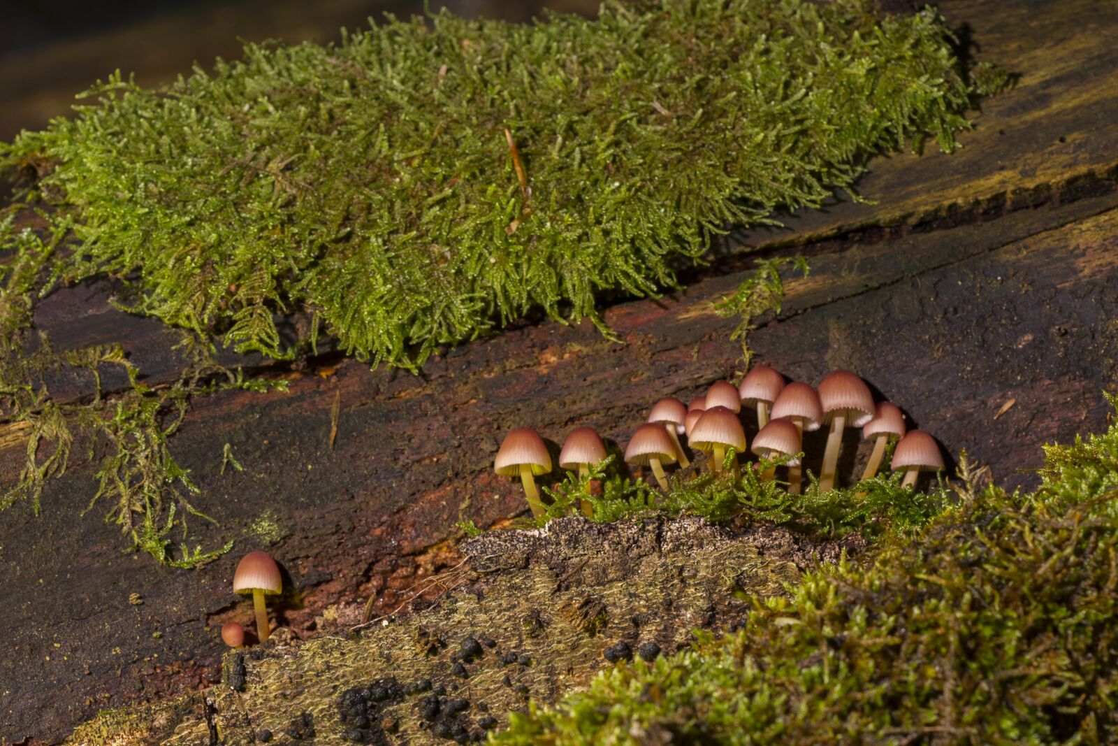 Canon EOS 7D sample photo. Mushroom, mushrooms, sponge photography
