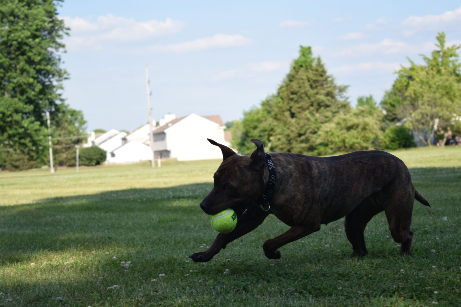 Nikon D3300 sample photo