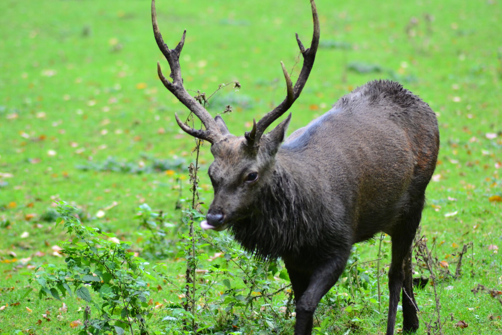 Nikon D3100 sample photo. Animal, park, antlers, close photography