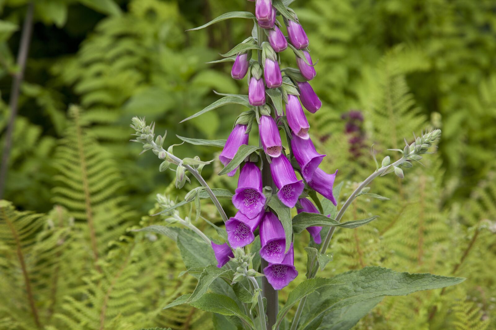 Canon EOS 5D Mark II sample photo. Flower, garden, flowers photography