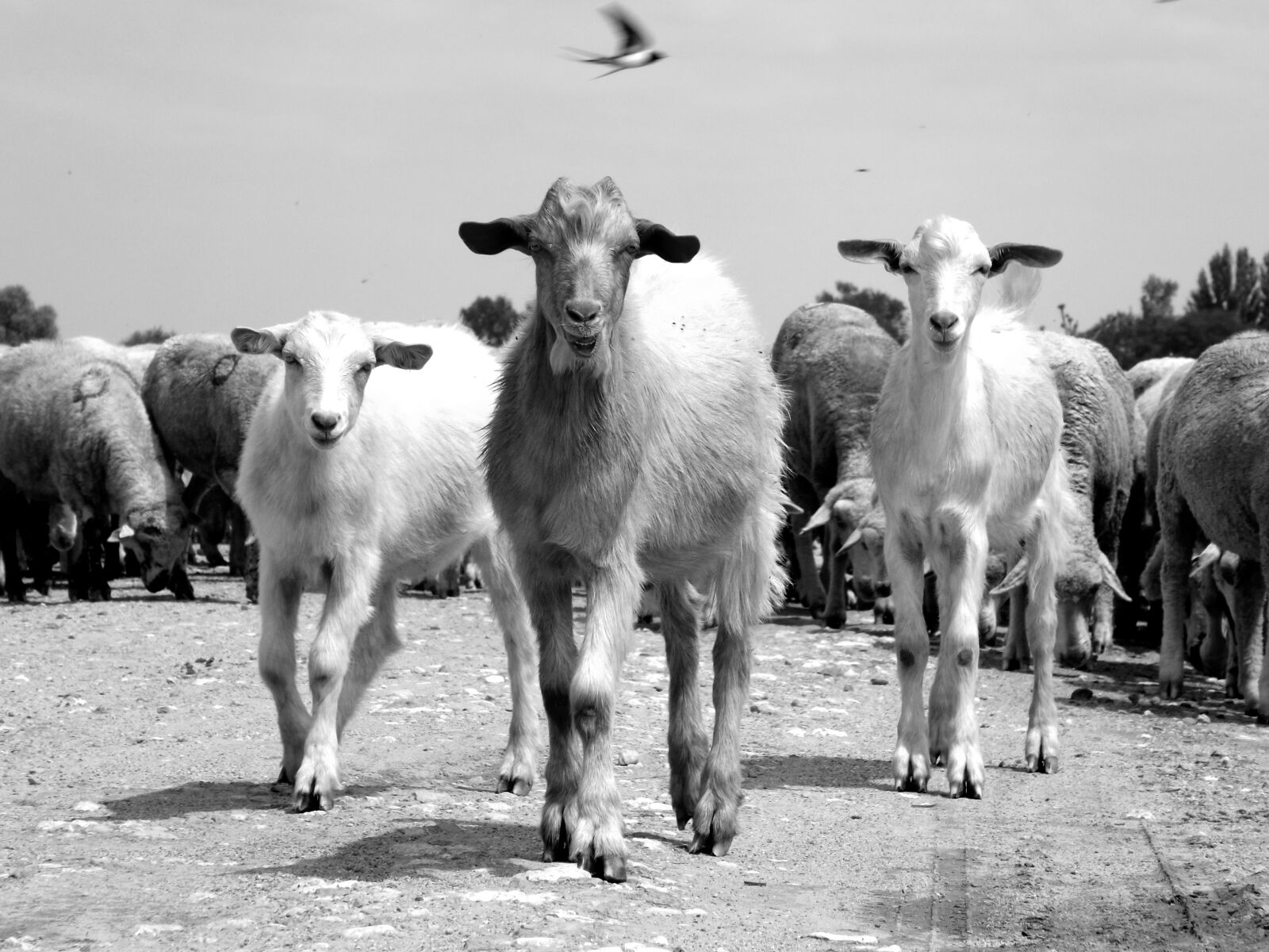Fujifilm FinePix S4500 sample photo. Capra, sheep, the flock photography