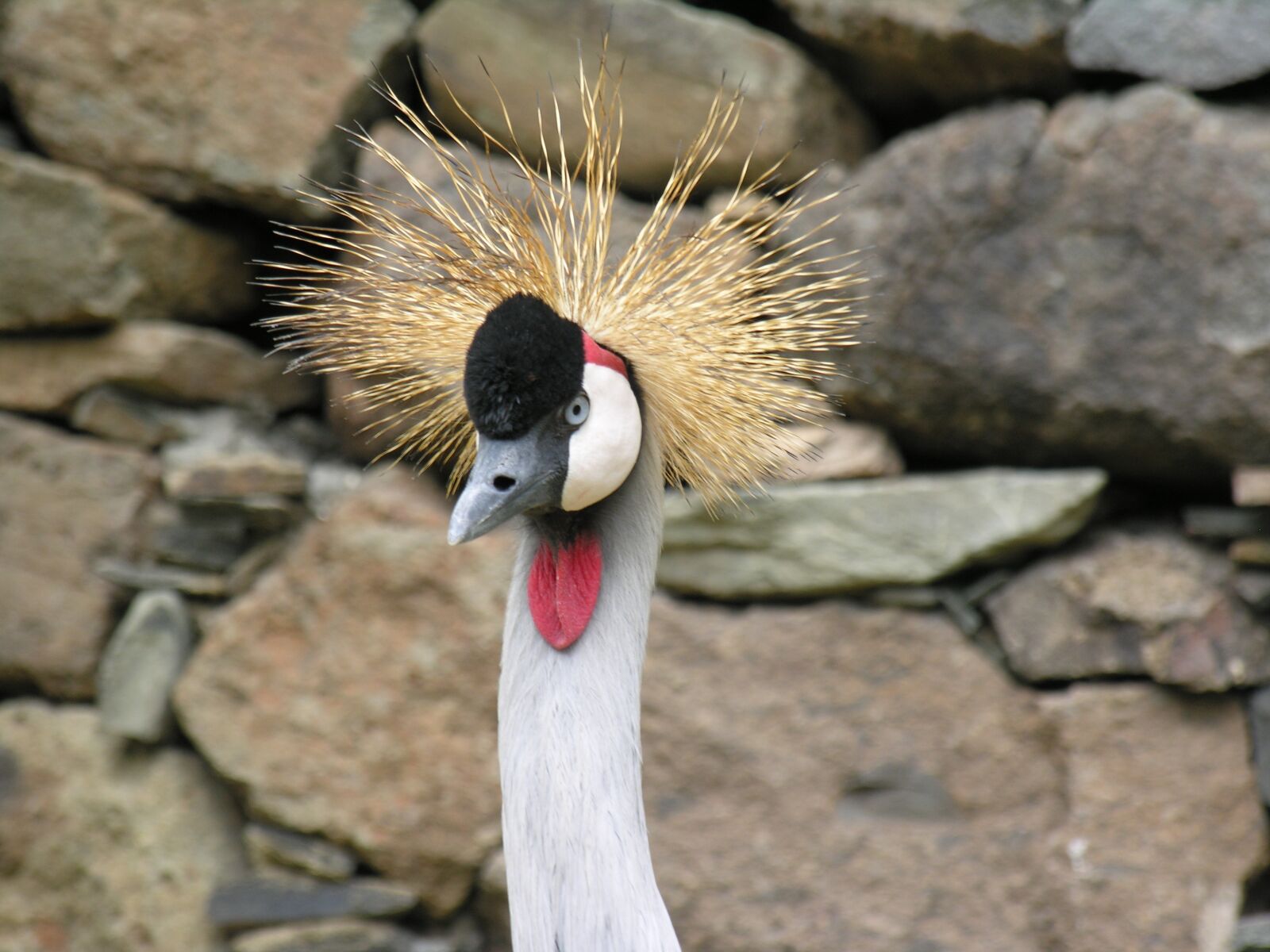 Nikon E8800 sample photo. Bird, animal, wildlife photography