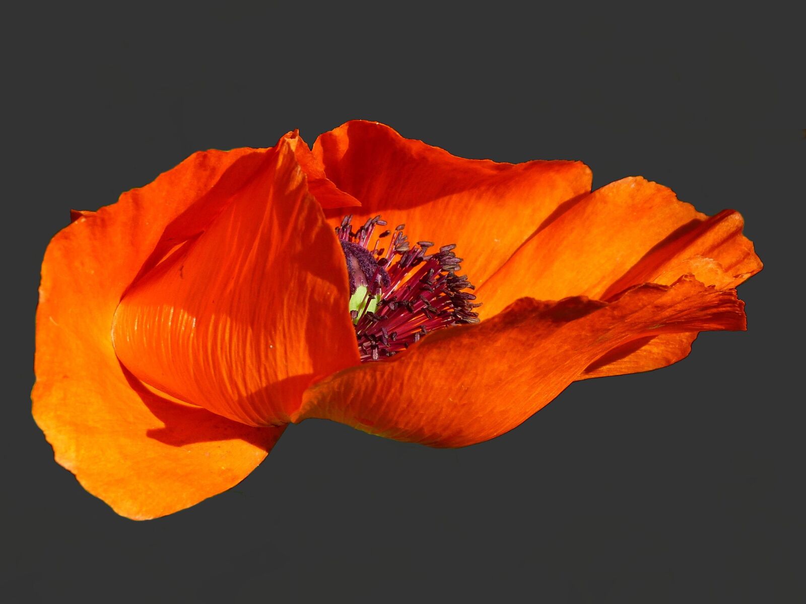 Panasonic Lumix DMC-FZ150 sample photo. Poppy, klatschmohn, flower photography