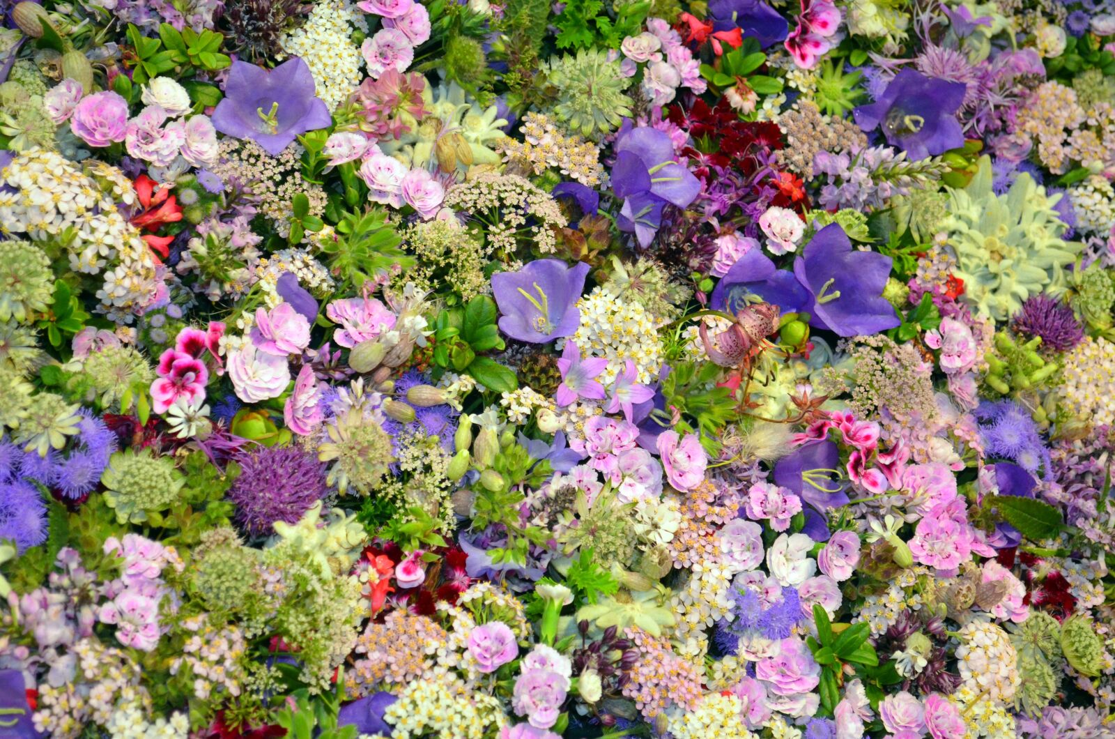 Nikon D5100 sample photo. Blütenmeer, floristry, campanula photography