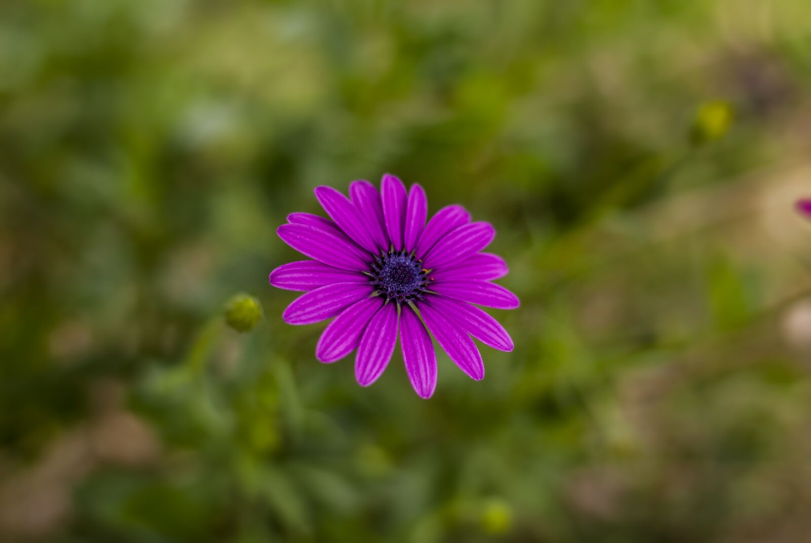 Nikon D60 sample photo. G rbela, flower gerbel photography