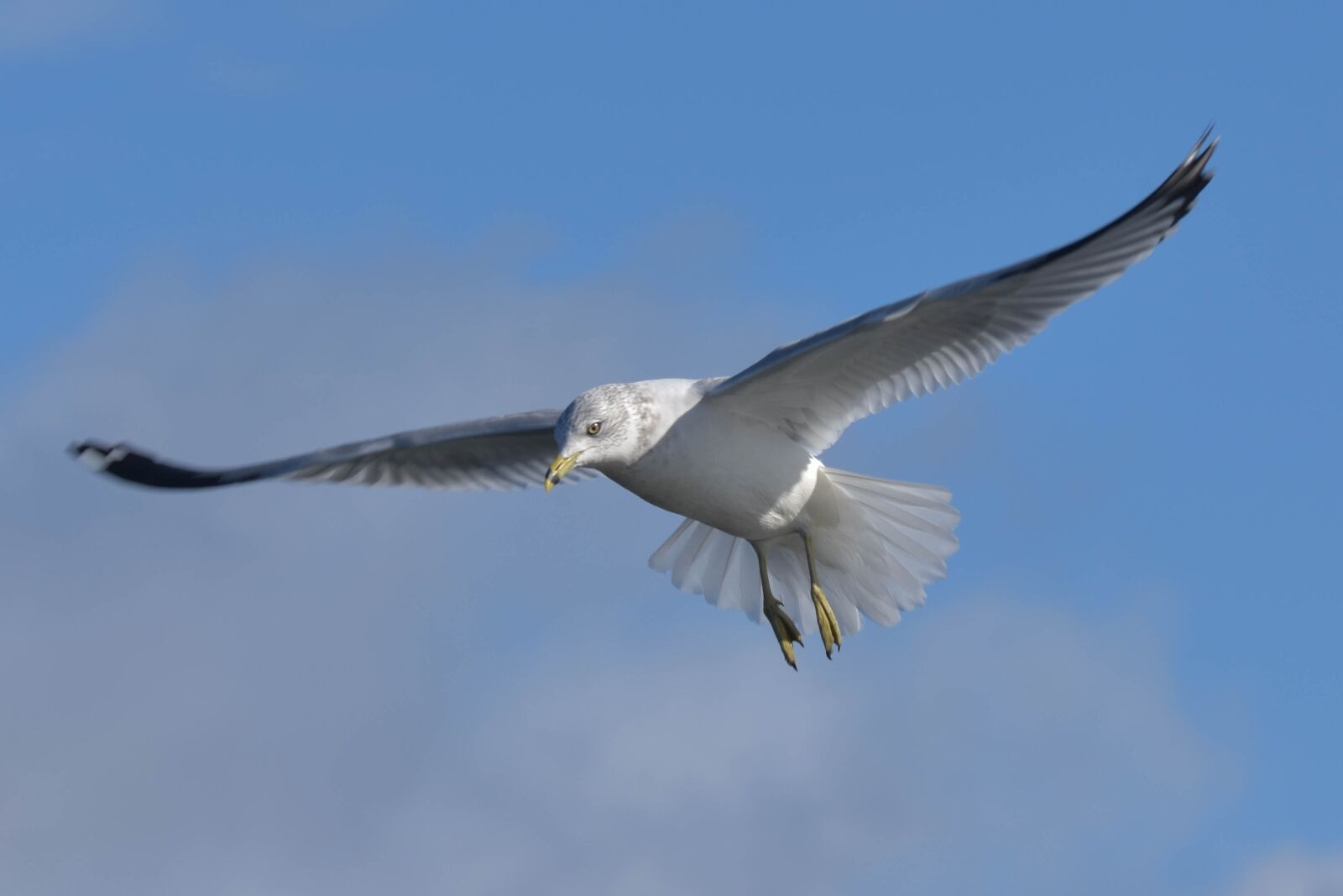 Nikon D3400 sample photo. Nature, waterfowl, bird photography