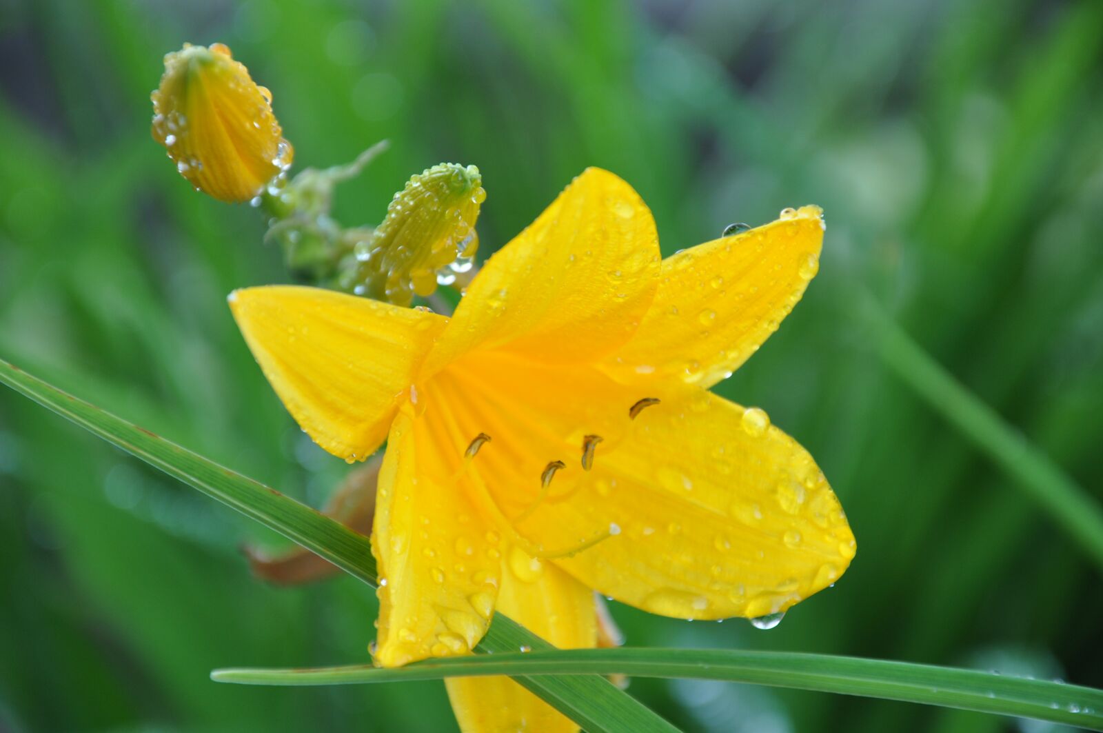 Nikon D90 sample photo. Flower, yellow, nature photography