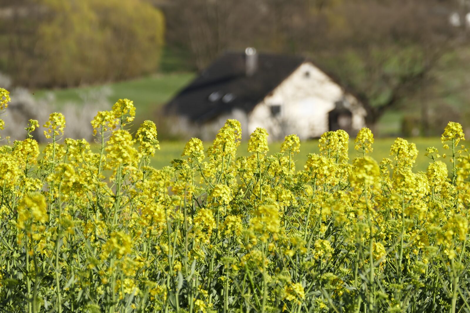 Panasonic Lumix DMC-FZ1000 sample photo. Oilseed rape, yellow, field photography