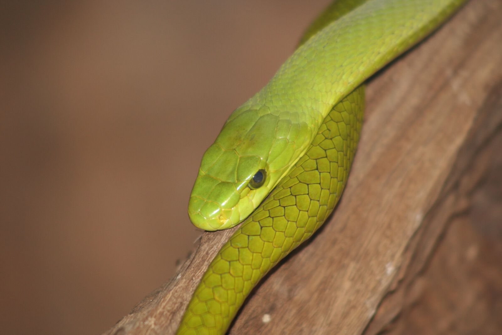 Canon EOS 350D (EOS Digital Rebel XT / EOS Kiss Digital N) sample photo. Snake, reptile, animal world photography
