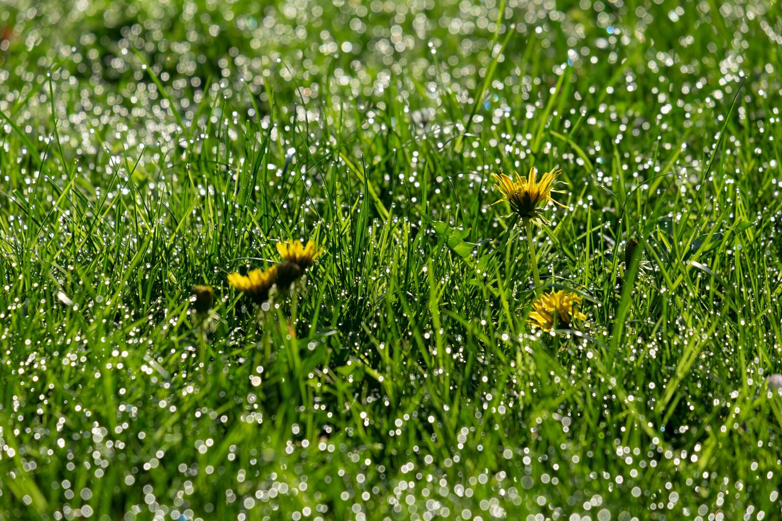 Fujifilm XF 55-200mm F3.5-4.8 R LM OIS sample photo. Dandelion, backlighting, mood photography