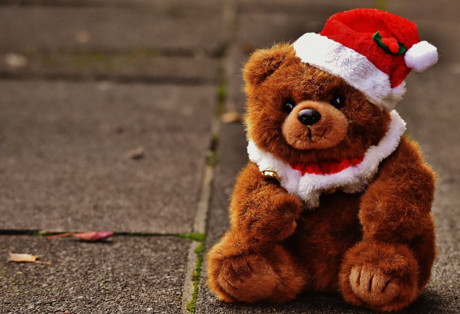 Nikon D7200 sample photo. Christmas, greeting card, teddy photography