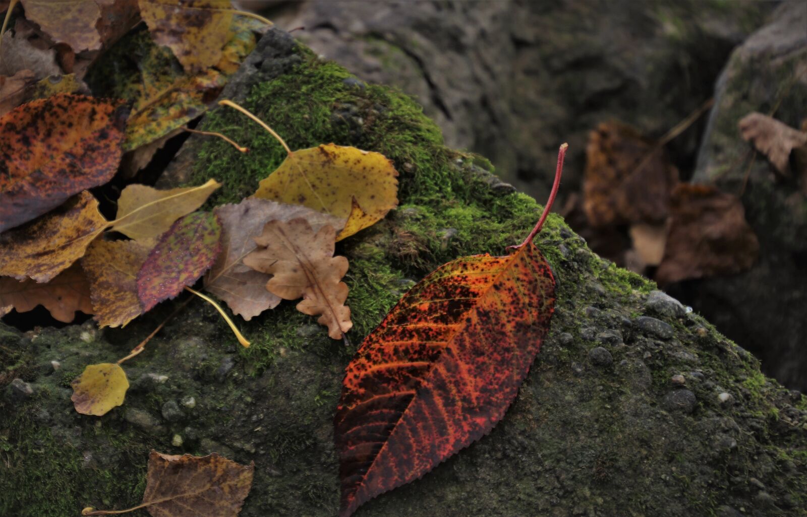 Canon EOS 80D sample photo. Fall leaves, moss, colorful photography