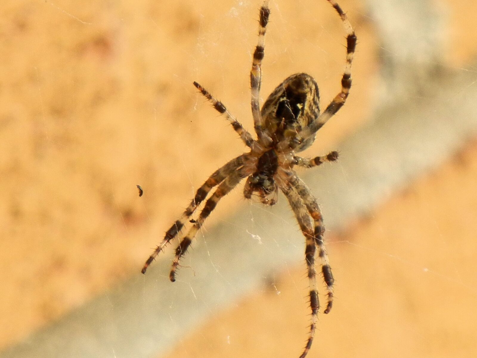 Nikon Coolpix S8100 sample photo. Spider, insect, brown photography